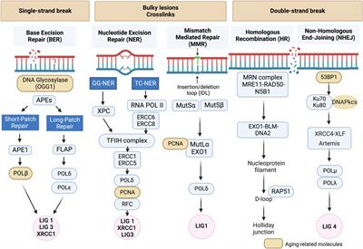 Premature senescence and cardiovascular disease following cancer treatments: mechanistic insights